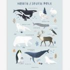 Affiche enfant - Animaux du Pôle Nord et Sud 30 x 40 cm