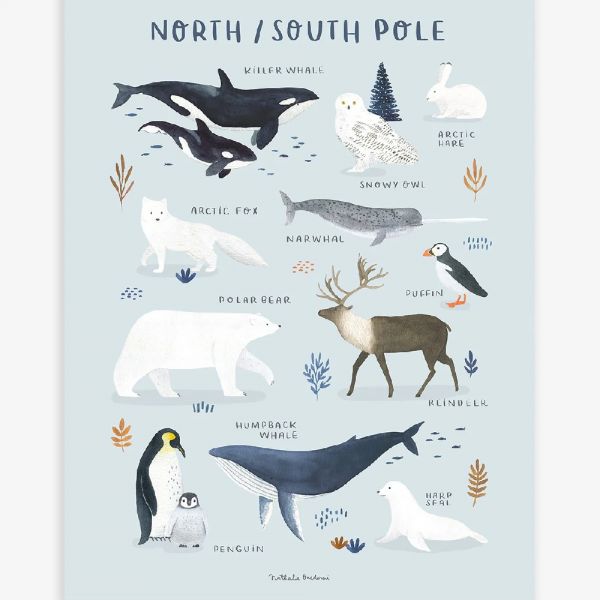 Affiche enfant - Animaux du Pôle Nord et Sud 30 x 40 cm