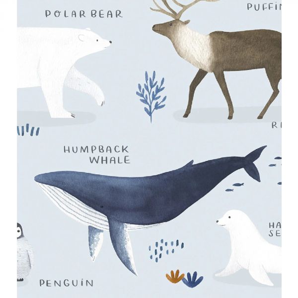 Affiche enfant - Animaux du Pôle Nord et Sud 30 x 40 cm
