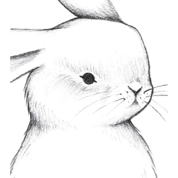 Affiche enfant -  Lapin de face 30 x 40 cm
